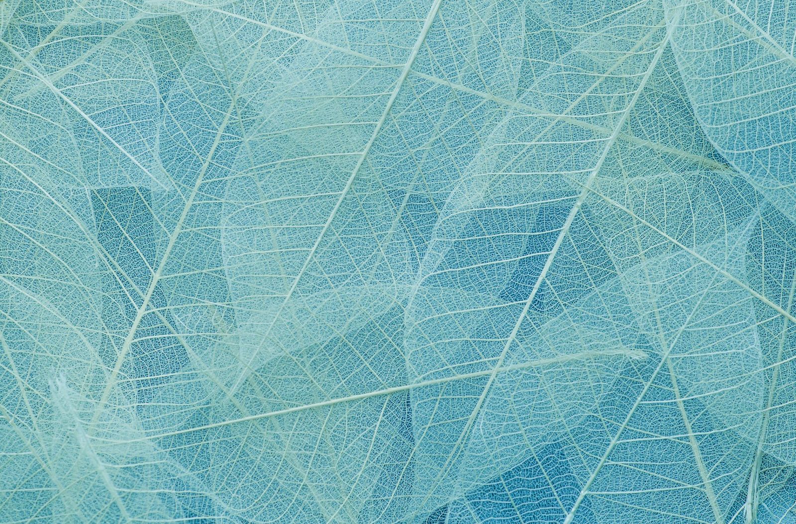 The image shows a close-up view of translucent, overlapping leaf skeletons in varying shades of blue, creating a delicate, textured pattern.