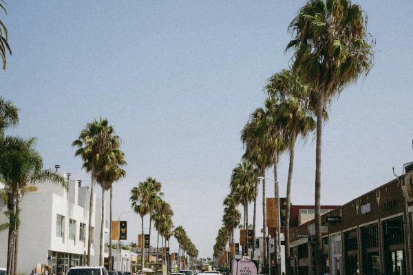 A palm-lined street with cars and shops under a clear blue sky.