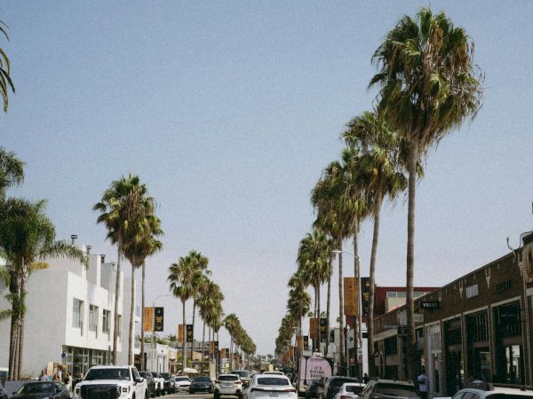 A palm-lined street with cars and shops under a clear blue sky.
