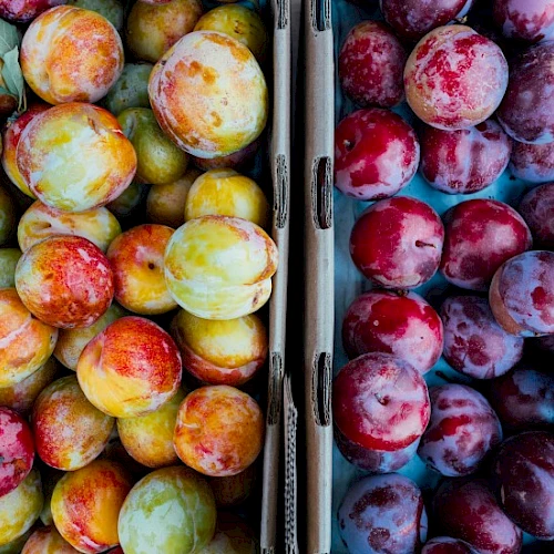 The image shows two types of plums, one side with yellow-red plums and the other with dark red-purple plums, arranged in boxes.