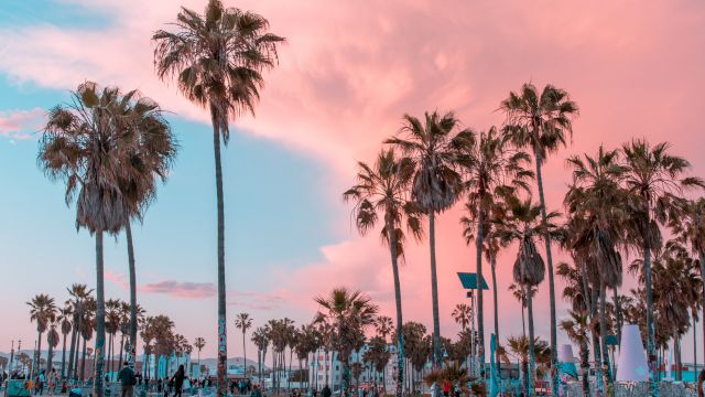 Palm trees line a sunny beach at sunset, with people strolling and lounging as pastel skies glow pink and blue.