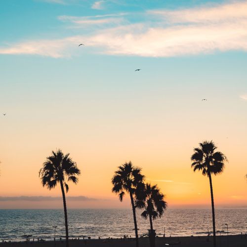 A serene beach scene with palm trees silhouetted against a vibrant sunset, and a tranquil ocean view under a colorful sky.